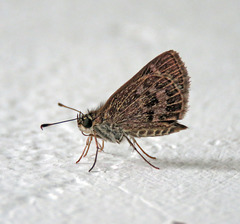 Callimormus corades