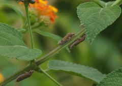 Oncometopia facialis