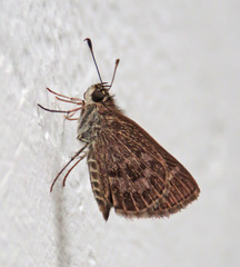Callimormus corades