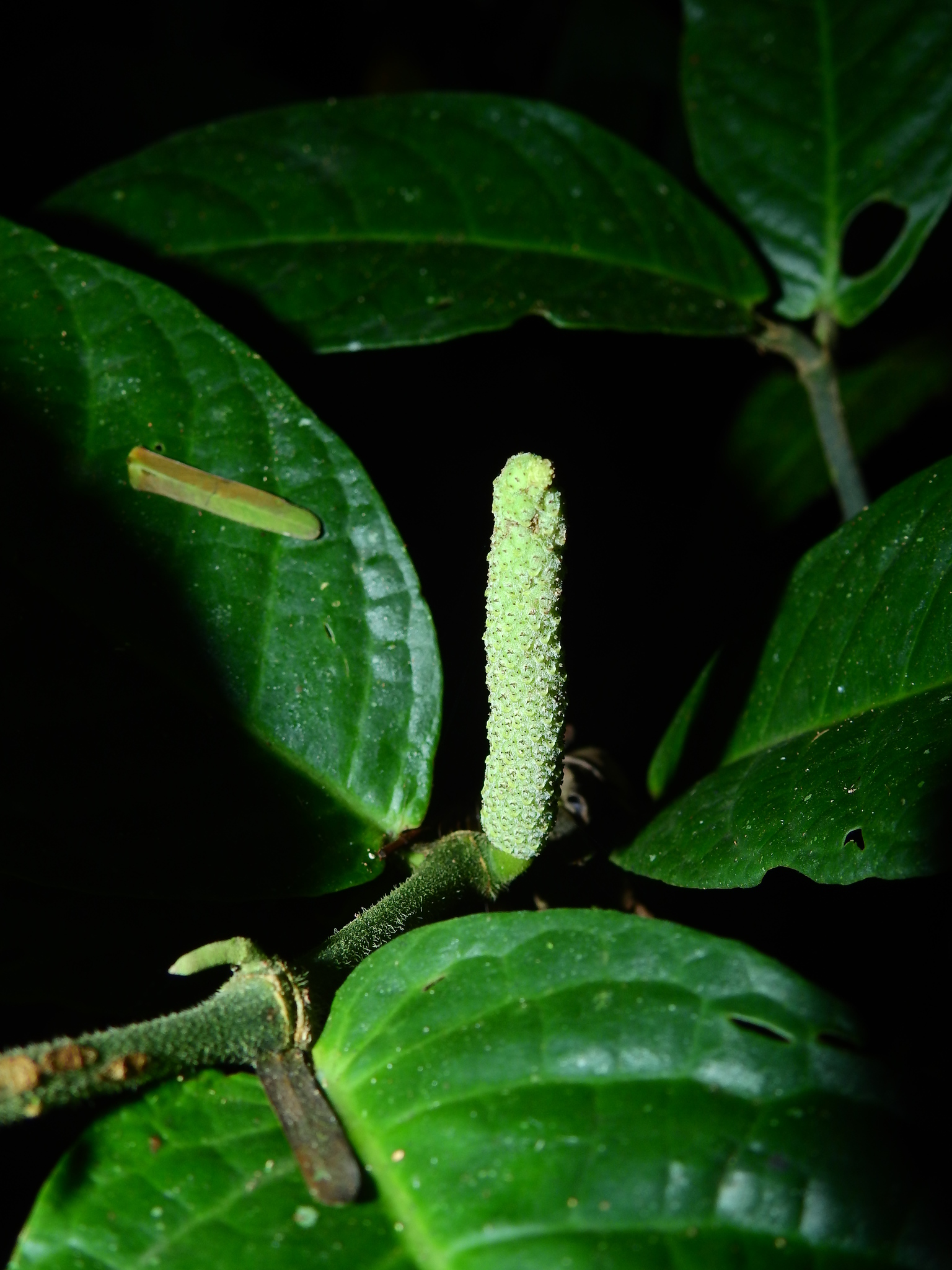 Piper Tool Piper demeraranum - Growing Guide & Care Tips | BioGardens.org