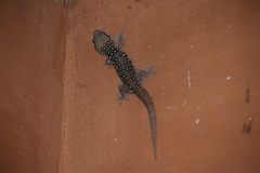 Hemidactylus whitakeri