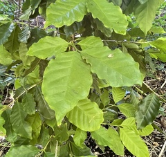 Coffea canephora