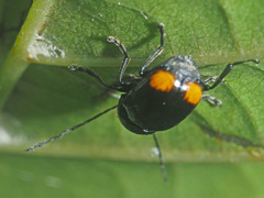 Cryptocephalus biguttatus