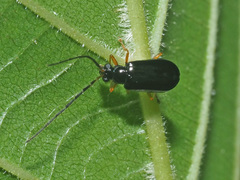 Luperus longicornis
