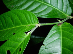 Piper demeraranum