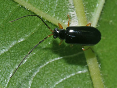 Luperus longicornis