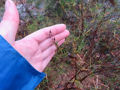 Hypericum densiflorum interior