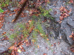 Hypericum densiflorum interior