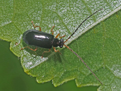 Luperus longicornis