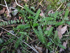 Froriepia subpinnata