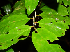 Piper arboreum