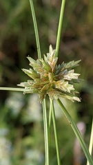 Cyperus lupulinus macilentus