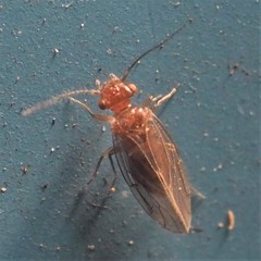 Ectopsocopsis cryptomeriae