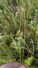 Cyperus lupulinus macilentus