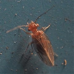 Ectopsocopsis cryptomeriae