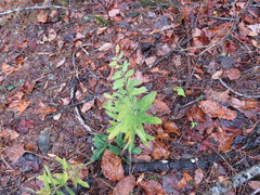 Lithospermum decipiens