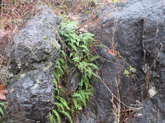 Myriopteris alabamensis