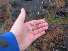 Erigeron dolomiticola