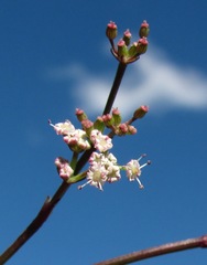 Froriepia subpinnata
