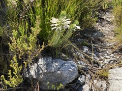 Erica thomae thomae