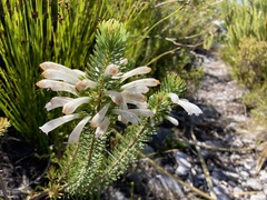 Erica thomae thomae