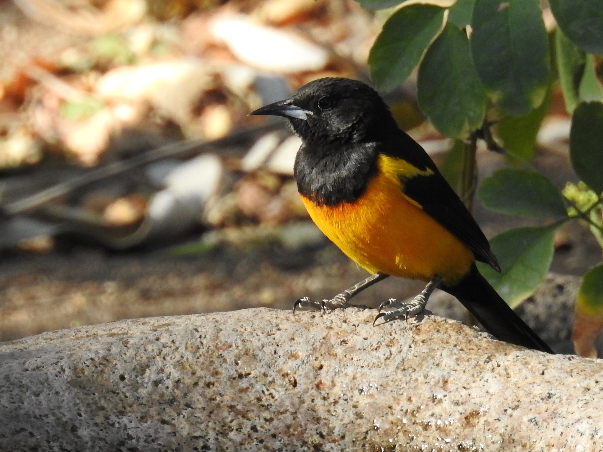 Black-vented Oriole  Audubon Field Guide