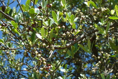 Ternstroemia lineata