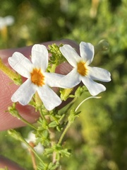 Jamesbrittenia argentea