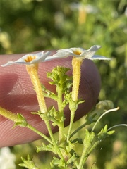 Jamesbrittenia argentea