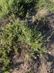 Jamesbrittenia argentea