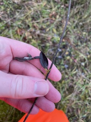 Salix repens argentea