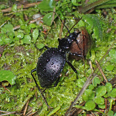 Scaphinotus interruptus