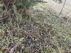 Salix repens argentea