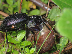 Scaphinotus interruptus