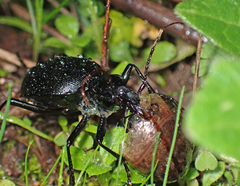 Scaphinotus interruptus