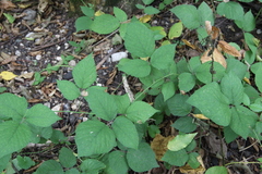 Rubus hirtus
