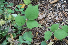 Rubus hirtus