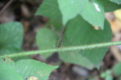 Rubus hirtus