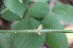 Rubus hirtus
