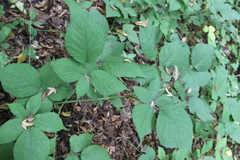 Rubus hirtus