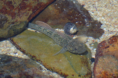 Caffrogobius nudiceps