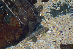 Caffrogobius nudiceps