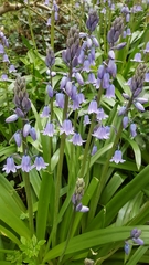 Hyacinthoides hispanica