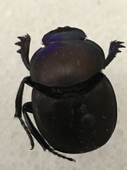 Canthon pilularius