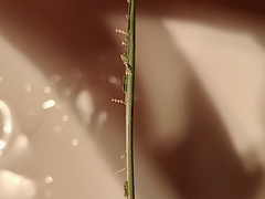 Sertularia perpusilla