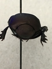 Canthon pilularius