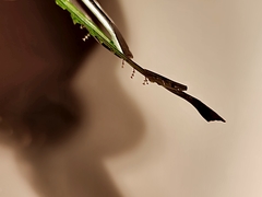 Sertularia perpusilla