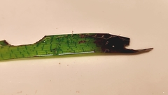 Sertularia perpusilla