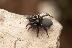 Gnaphosa lucifuga