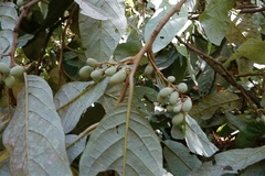 Styrax argenteus